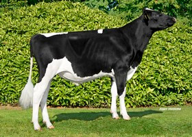 Notify - N146      DE 0539675097
Pere: Jedi
Prop: Genes Diffusion, 59. Douai (Fr.)
Photo: 10 Octobre 2018 - M1810037