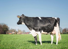 Wilder HIRA - 2ème Mère