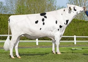 Manava - M321      DE 0770374837
Pere: Anamur
Prop: Genes Diffusion, 59. Douai (Fr.)
Photo: l'Aigle - 16 Mai 2019 - M1905043