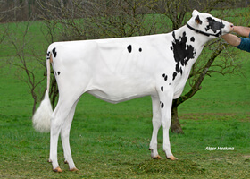 OLGA GD - Fille de MANAVA - M. Delahaut (08)