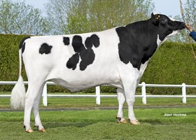 CAPJ Marvin - M304      FR 2941262408
Pere: ABS Silver
Prop: Genes Diffusion, 59. Douai (Fr.)
Photo: l'Aigle - 16 Mai 2019 - M1905044