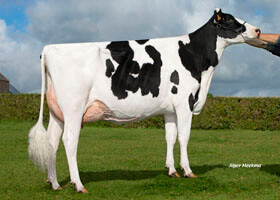 CAPJ Gaela (Dorcy), GMM de CAPJ Marvin