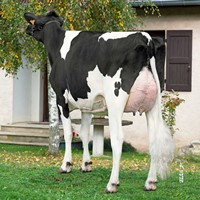 LILOU TB 87, Mère