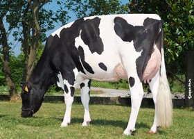 Irongen Supershot TARISHA TB 85 - Fille de SUPERSHOT